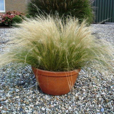 Stipa tenuissima PONY TAILS - kavyl péřovitý