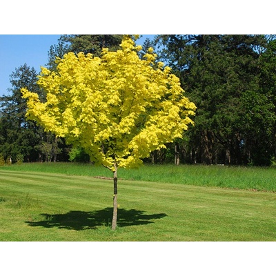 Javor mliečny Priceton Gold rozvetvený 160-200 cm, kont. 15 l