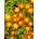 Kosmatec "Orange"