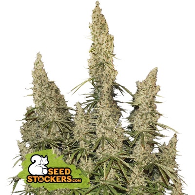 Seedstockers White Widow AUTO semena neobsahují THC 25 ks