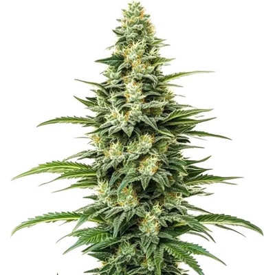 Blimburn Seeds Kyles Skywalker OG semienka neobsahujú THC 4 ks