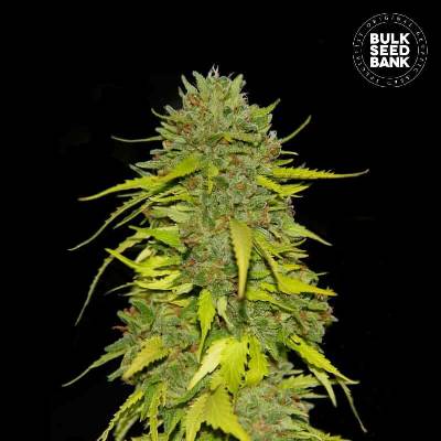 Bulk Seed Bank Ak semena neobsahují THC 10 ks