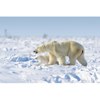 DIMEX ART s. r. o Флизелинов фототапет семейство полярни мечки 375 x 250 см