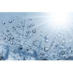 DIMEX ART Флизелинов фототапет синьо росно глухарче 375 x 250 см