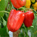 Paprika Bendigo F1 - Capsicum annuum - semienka - 5 ks