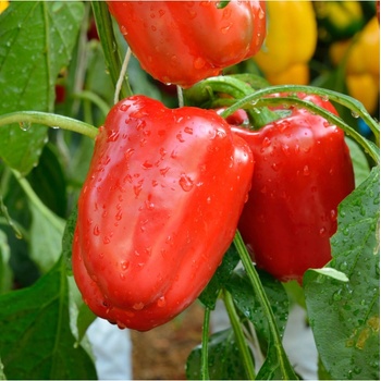 Paprika Bendigo F1 - Capsicum annuum - semienka - 5 ks