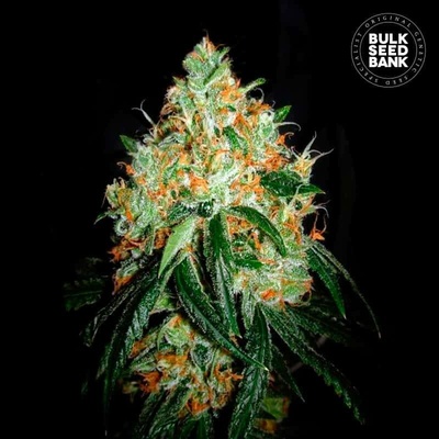 Bulk Seed Bank Original Orange Bud semena neobsahují THC 10 ks