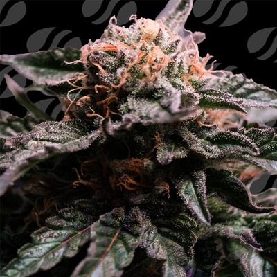 Original Sensible Seeds Banana Fumes Semená neobsahujú THC 10 ks