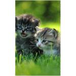 DIMEX ART Флизелинов фототапет котенца 150 x 250 см