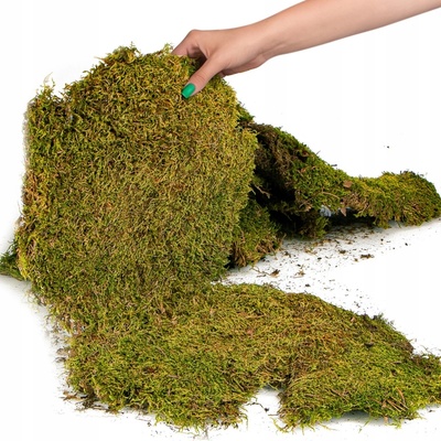Terrario Shadow Forest Moss 35x30 cm