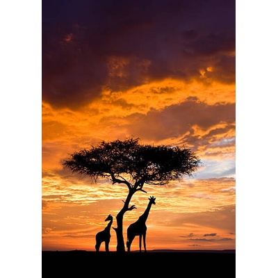 Plakát, Obraz - Silhoutted Giraffe with acacia tree at sunset, Darrell Gulin, 26.7 × 40 cm