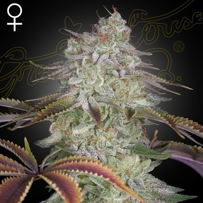 Green House Seed AlienZ semienka neobsahujú THC 1 ks