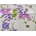 100% Ľan 240g- Lilas