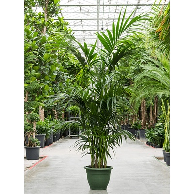 Kentia (Howea) forsteriana tuft extra 8/9pp 40x250 cm