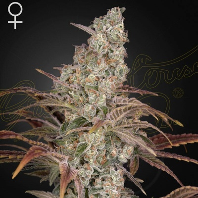 Green House Seed Jacks Dream semienka neobsahujú THC 10 ks