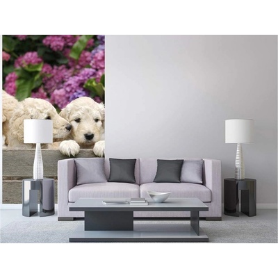 Dimex MS-2-0224 vliesová fototapeta na zeď Šteniatka labradora rozmery 150 x 250 cm