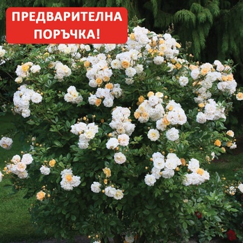 Turbat® Щамбова Роза Роза Ghislaine de Feligonde®