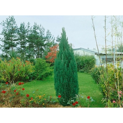 Cypruštek lawsonov Ellwoodii, výška 40-50 cm, kvetináč 19 cm