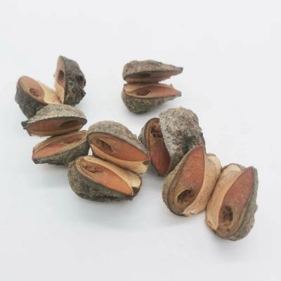 Hakea large pod natural loose