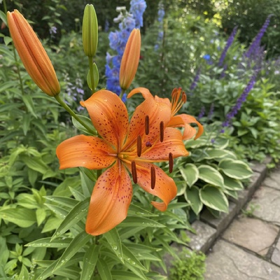 Ľalia 'Orange Space' 1 ks