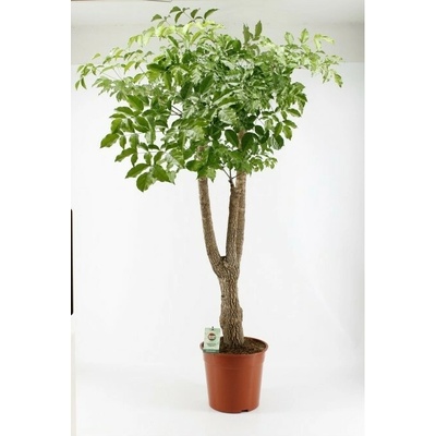 Heteropanax chinensis Branched 27x160 cm