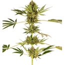 Sensi Seeds Himalayan CBD semena neobsahují THC 10 ks