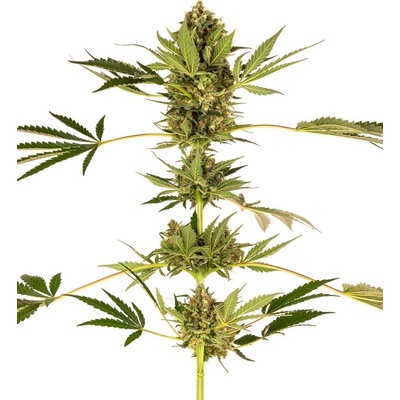 Sensi Seeds Himalayan CBD semena neobsahují THC 10 ks
