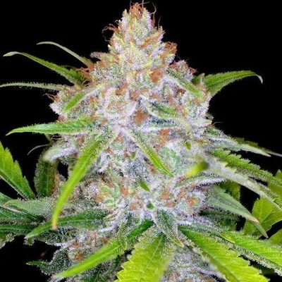 Spliff Seeds CBD Medi Kush semena neobsahují THC 5 ks
