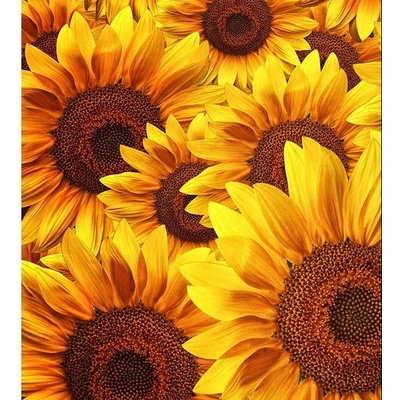 Dimex MS-3-0129 vliesová fototapeta na zeď Lán slunečnic rozměry 225 x 250 cm