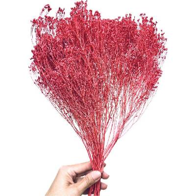 Sušený Broom Bloom fuchsiový, kytice/svazek 50g