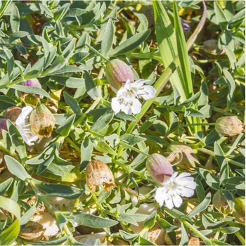 Silenka nadutá Stridolo - Silene inflata - semiačka - 0,2 g