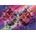 Magnolia - Puzzle Butterfly - 1 000 piese