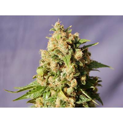 Kannabia Seeds Kiss (Queso) semena neobsahují THC 3 ks
