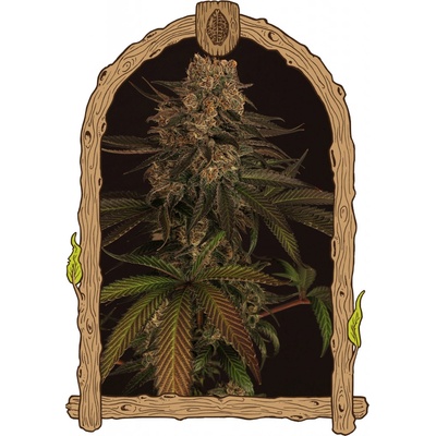 Exotic Seeds Exotic Colours semena neobsahují THC 5 ks
