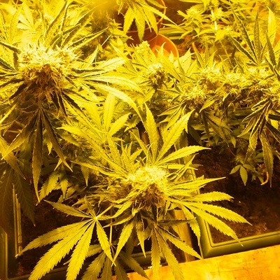 Cbd Crew Indica CBD MIX semienka neobsahujú THC 5 ks