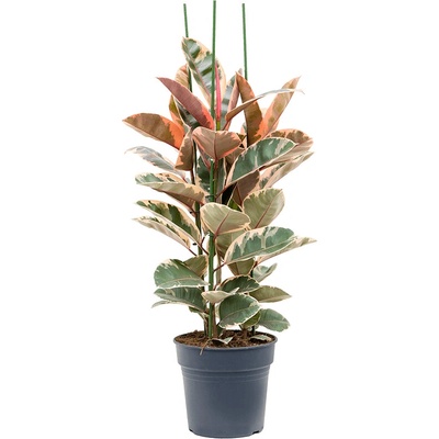 Ficus elastica "Belize" 30x120 cm