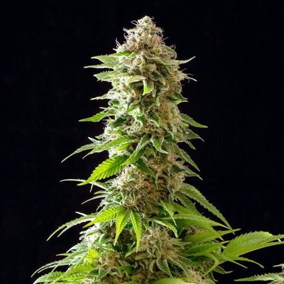 Kannabia Seeds Cookies Haze semienka neobsahujú THC 10 ks