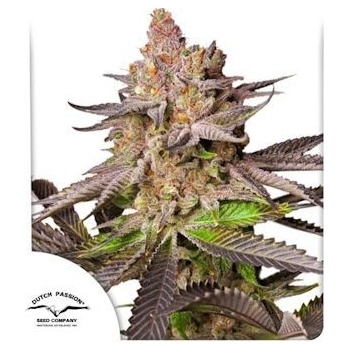 Dutch Passion Melonade Runtz semena neobsahují THC 10 ks