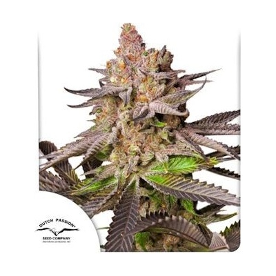 Dutch Passion Melonade Runtz semena neobsahují THC 10 ks