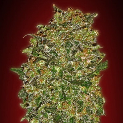 00 Seeds Bank Chocolate Kush semienka neobsahujú THC 100 ks
