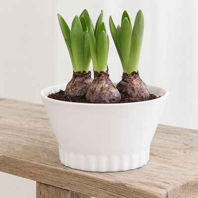 Wikholm Form Mísa Salma větší 22 cm