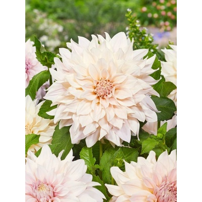 Jiřina Cafe au lait