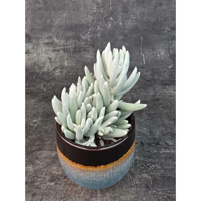 Senecio Mont Blanc 10,5 cm (pokojovka na přímé sluneční světlo)
