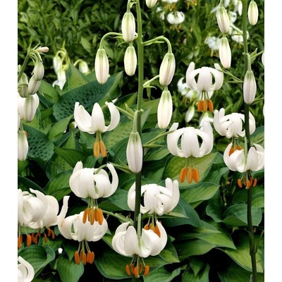 Lilie Martagon Snowy Morning Lilium cibule lilií 1 ks