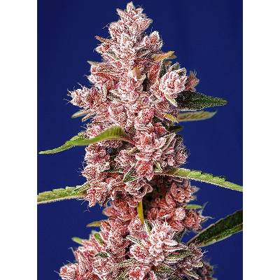 Sweet Seeds Tropicanna Poison F1 Fast Version semena neobsahují THC 3 ks