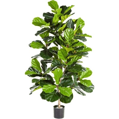 Ficus lyrata bush 130 cm