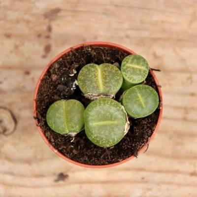 Lithops živé kameny zeleno-žluté baby