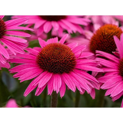 Echinacea purpurová Dark Pink Pearl