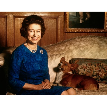 Fotografia Queen Elizabeth II with Corgi, Bettmann, 40 × 30 cm