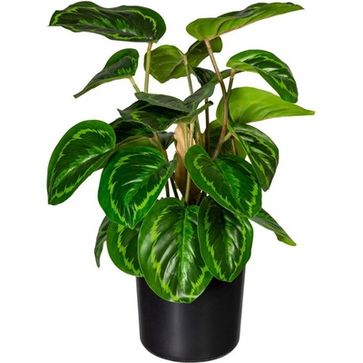 Maranta 24 listů, 45cm